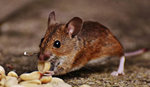 24 Hour & Emergency Exterminators in Edgewood, SC